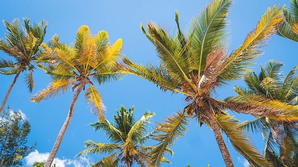 Coastal road with palms in Zanzibar